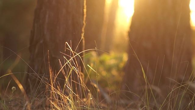 Beautiful Instrumental Music For The Soul 04.01.2023.