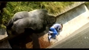 Мальчик упал в вольер, и горилла тут же схватила его. Сотрудники зоопарка обомлели от увиденного!