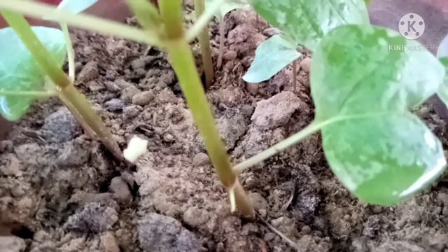 How To Grow Mirabilis Jalapa Plant From Seeds || 4 O'clock Plant