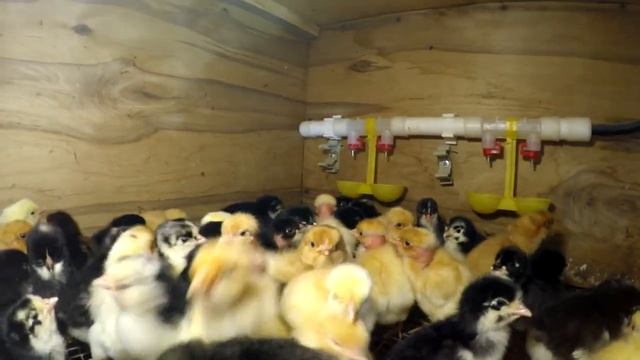 2021 Первый вывод КОББ-500 Чехия сезон открыт. И красивые цыплятки порода "Микс" смотреть онлайн