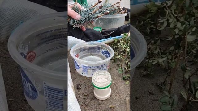 Черенкование голубой ели. #сад #голубаяель #черенкование #питомникрастений смотреть онлайн