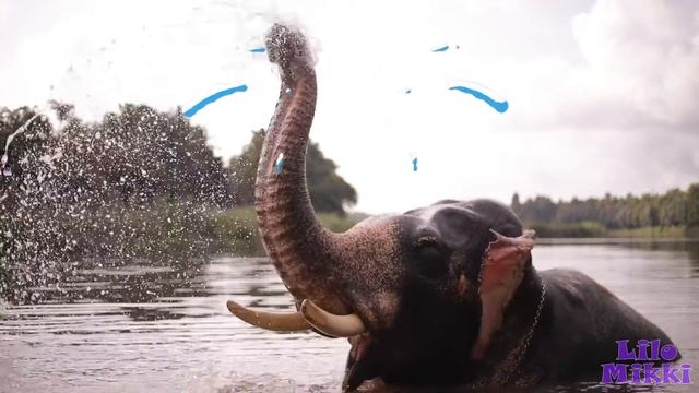 О слонах для детей). Животные Африки смотреть онлайн