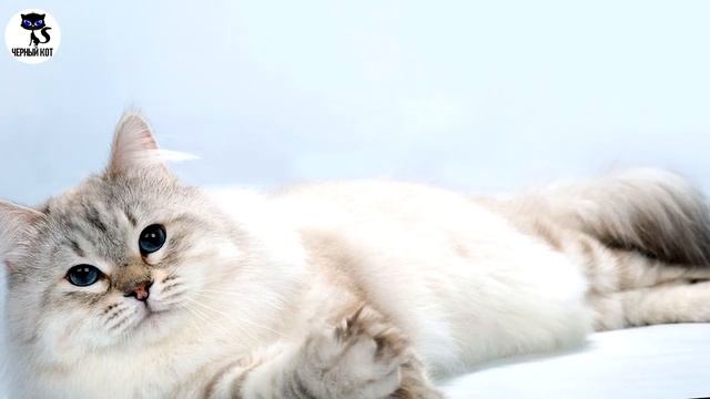 ✔ Невская маскарадная - длинношерстная кошка с колор-пойнтовым окрасом и голубыми глазами смотреть онлайн