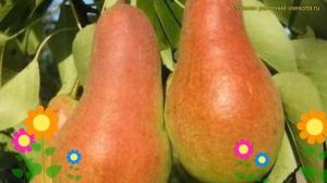 Груша обыкновенная Чудесница. Краткий обзор, описание характеристик pyrus communis