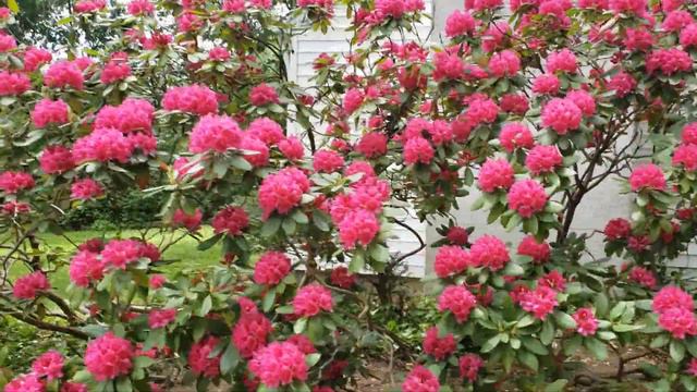 Our rhododendron bush 2021 смотреть онлайн