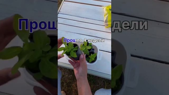 Черенкование петунии/#черенкованиепетунии #петунии