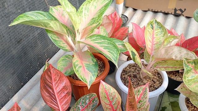 STOCK AGLONEMA DI AZIZ AGLONEMA NURSERY KEREN KEREN