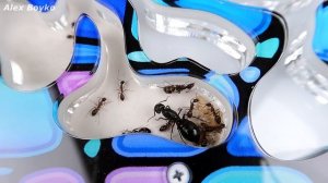 Как поживают мои новые Хищные Африканские Муравьи и Матка. Продолжение! alex boyko