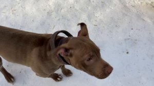 Драка собак во время прогулки