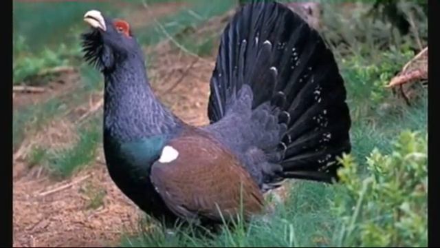 Тайга презентация