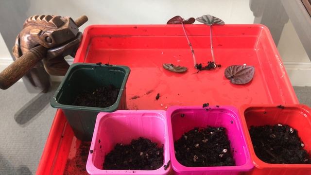 Peperomia Caperata Burgundy - Propagation Update смотреть онлайн