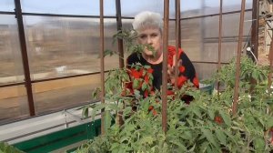 ПЕНОПЛЭКС в теплице "короба"  позволил высадить томаты без подогрева грунта.