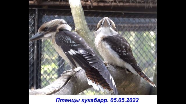 Птенцы кукабарр. Фото. смотреть онлайн