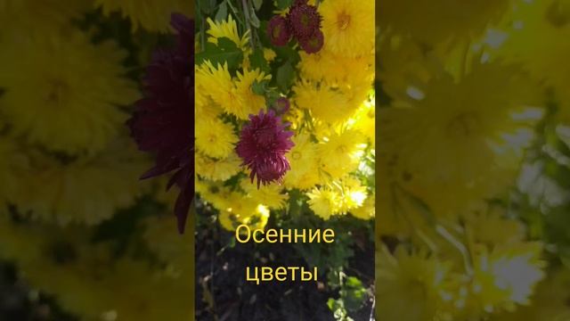 Осенние цветы #осень #цветы #flowers #autumn #Leirfn смотреть онлайн