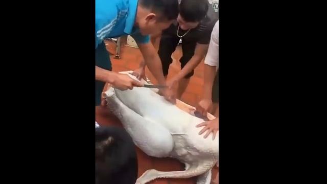 Обработка Огромного Страуса - Страусиная Ферма, Вьетнам (HD) смотреть онлайн