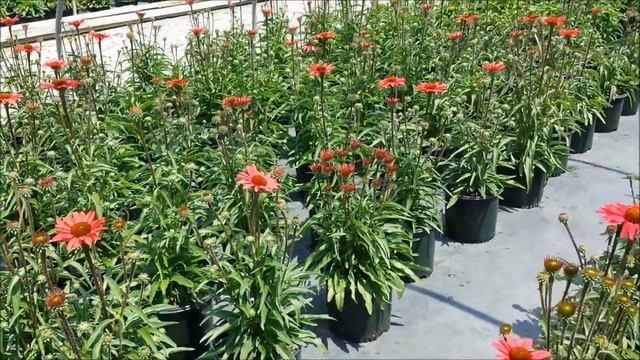 Best Perennials - Echinacea Glowing Dream (Coneflower)