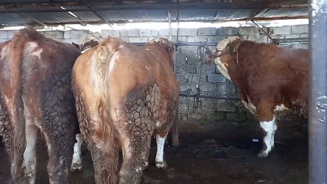 ШАНБЕ МОЛБОЗОРИ ХУДЖАНД 4 февраля 2023 г.ХУЧАНД смотреть онлайн