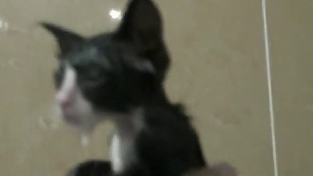 Котейка моем дустовым мылом (блохи вши) смотреть онлайн