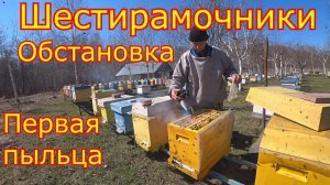 ШЕСТИРАМОЧНИКИ! ПЕРВАЯ ПЫЛЬЦА! РЕВИЗИЯ и СТИМУЛЯЦИЯ!