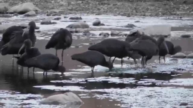 Каравайка - Plegadis falcinellus.mp4 смотреть онлайн