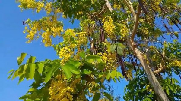 Кассия трубчатая