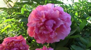 Пион Гуди-Хай Мейбл / Peony Hi Mabel - Сад на Волхове