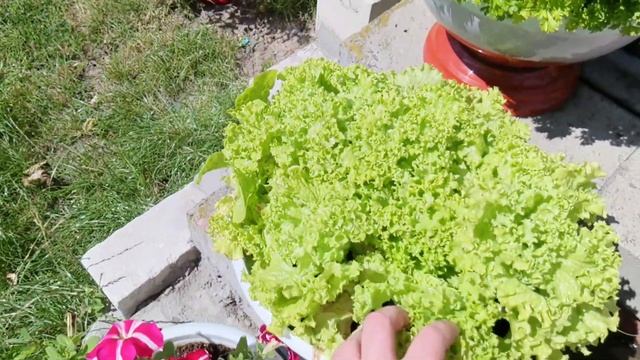 Выращиваем салат в горшочке круглый год смотреть онлайн