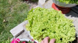 Выращиваем салат  в горшочке круглый год