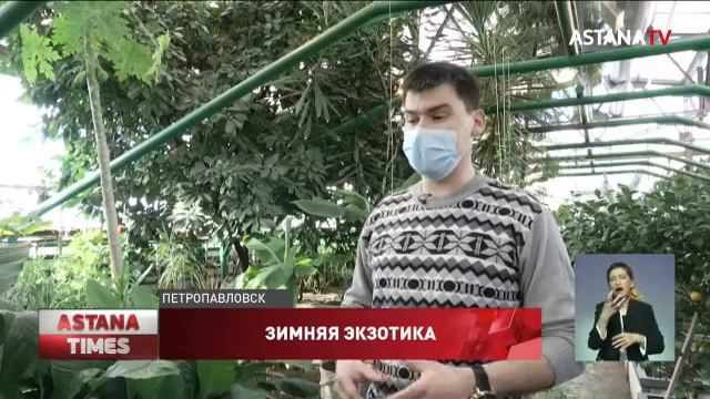 Урожай папайи и мандаринов собирают зимой в Петропавловске смотреть онлайн