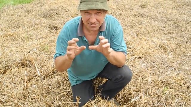 Садим картошку в траву,просто под СОЛОМУ смотреть онлайн