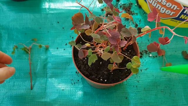 Oxalis|Кислиця|Кислица|Оксалис|Plum crasy?, Dark form?, Calima?, Corymbosa?|Уход|Обзор смотреть онлайн