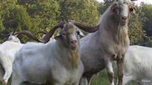 Разведение коз Кико как бизнес идея | Козоводство | Порода коз Кико