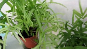 Папоротники птерисы