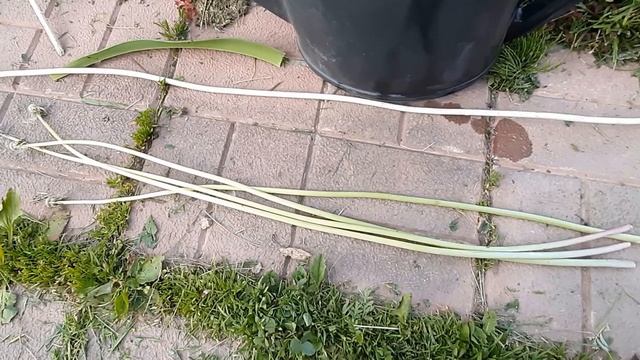 Вырастить и скосить!/Новый тюль-полночи шью/Московская встреча/ смотреть онлайн