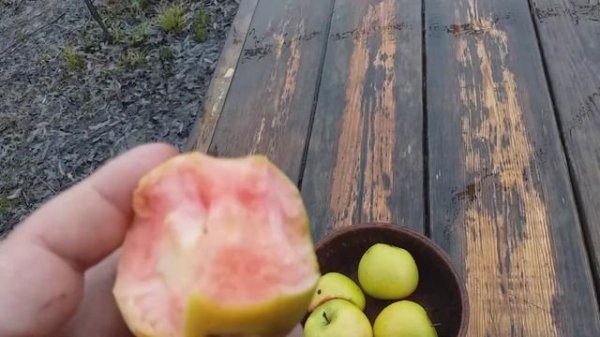 Секреты Скрытой Розы:)  Яблоня Хидден Роуз (apple Hidden Rose). Дегустация в декабре