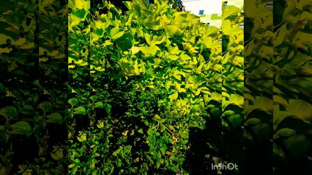 Ботанический сад Эрланген 15.09.2019 #Erlangen#Эрланген#Германия#Бавария#Цветы смотреть онлайн