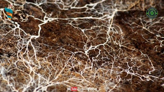 Button Mushroom Farming / Button Mushroom Cultivation | How to grow Button Mushrooms at Home смотреть онлайн