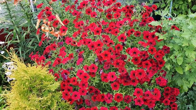 Ампельная Петуния в саду/В ожидании Лета и Красоты Петунии/Обзор Сортов Петунии/Мощные сорта Петуни смотреть онлайн