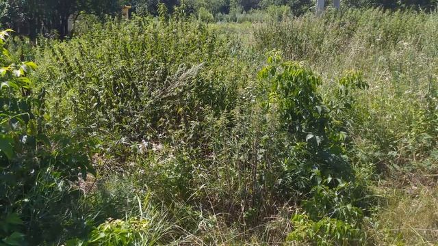 Средство от сорняков УРАГАН (гербицид). Тестирование.