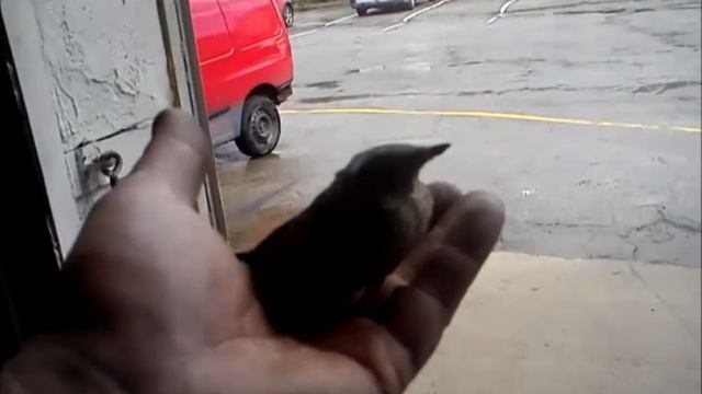 Птица смотреть онлайн