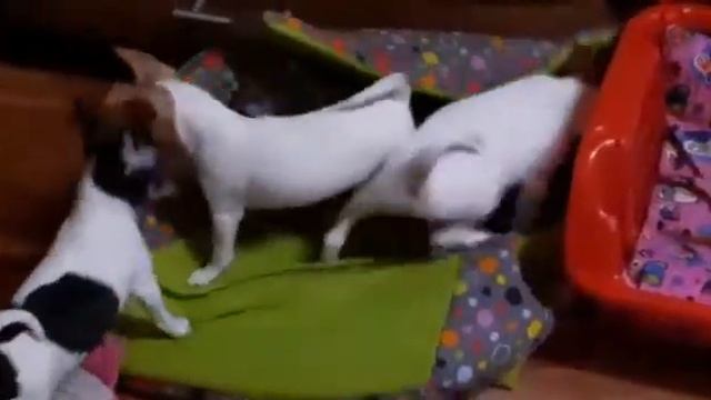 H-litter of toy fox terriers in Terra Baltika kennel смотреть онлайн