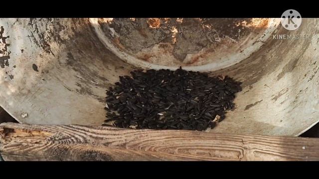 Козочки деда Матвея подросли, живут как в раю. смотреть онлайн