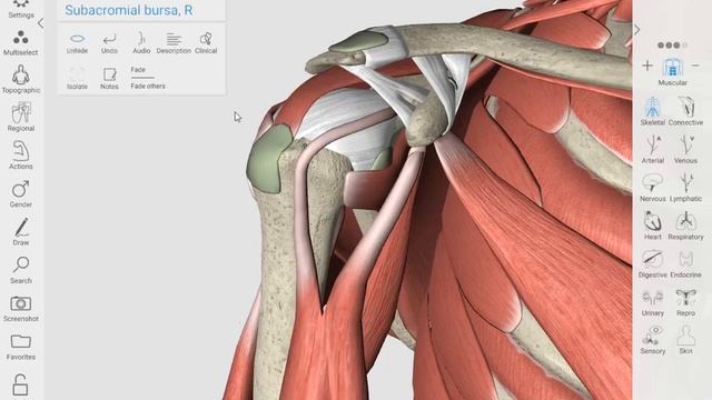 3D Organon Anatomy Desktop/Tablet devices смотреть онлайн