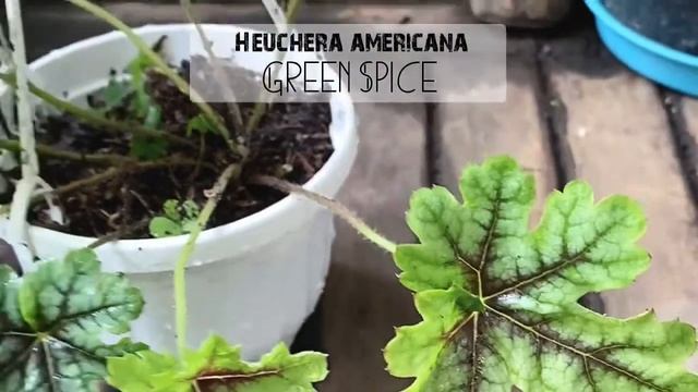 Cây Heuchera americana Green Spice (Lá San Hô Xanh Gân Tím) chậu treo bí ngô смотреть онлайн