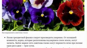 Анютины глазки посадка и уход в открытом грунте Выращивание из семян