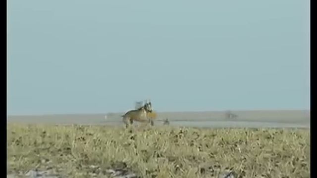 В Липецкой области устроили настоящую охоту с борзыми смотреть онлайн