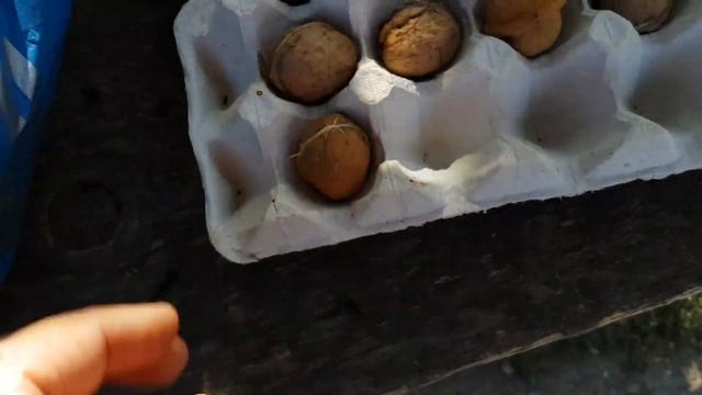 СОБИРАЕМ ГРЕЦКИЕ ОРЕХИ! ГДЕ НАЙТИ МНОГО ОРЕХОВ! смотреть онлайн