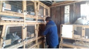 Содержание кроликов.Чистота.