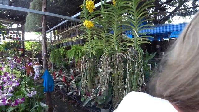 ПАТТАЙЯ. Где купить ОРХИДЕИ, ЖИВЫЕ цветы и СЕМЕНА. Красивые места для фото. смотреть онлайн