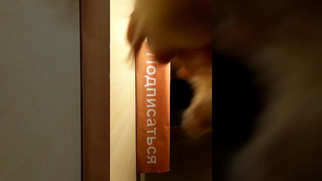 Как брать хомяка в руки? смотреть онлайн
